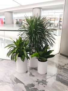 前湾花木租赁价格实惠